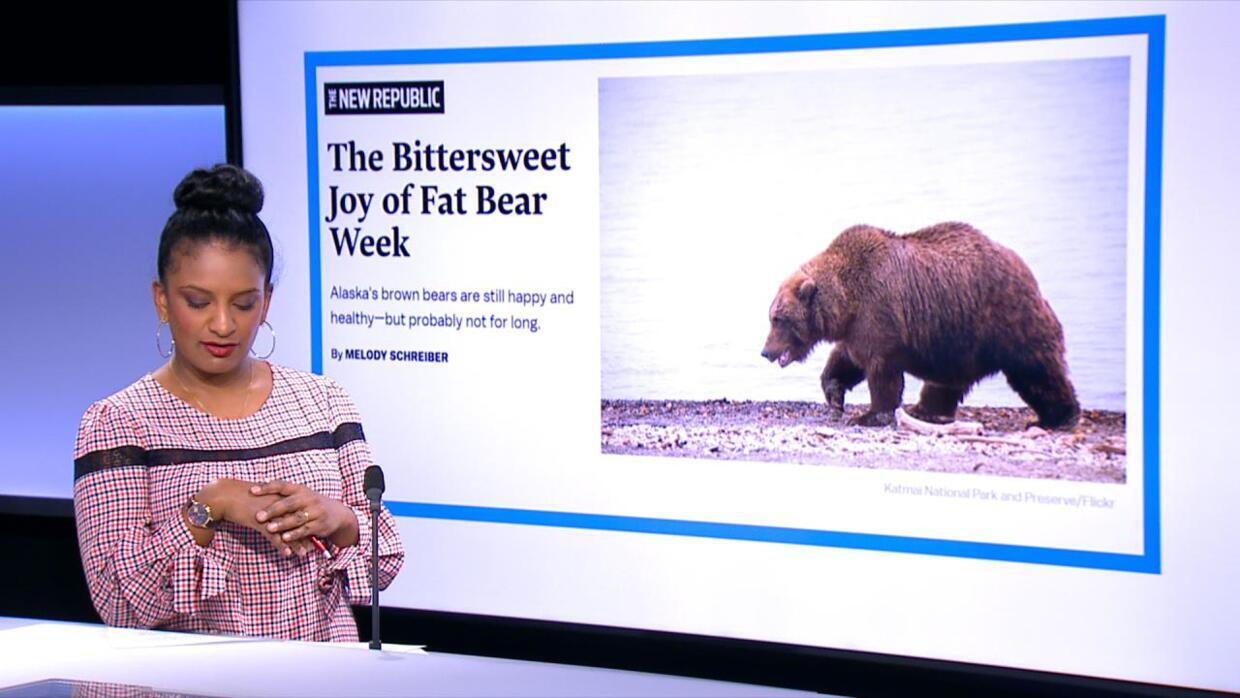 Will Alaska's Fat Bear Week survive climate change? - In the press - FRANCE 24